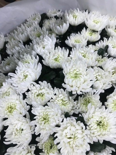 おき まどわ せる 白菊 の 花