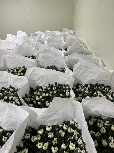 白菊の水切り管理代行